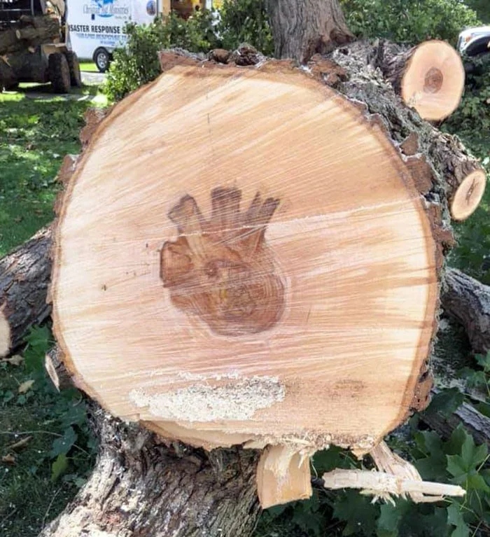 This Is Pareidolia (21 pics)