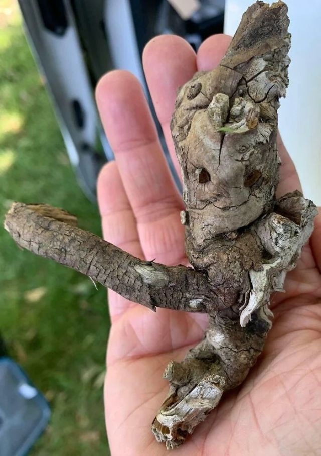 This Is Pareidolia (21 pics)