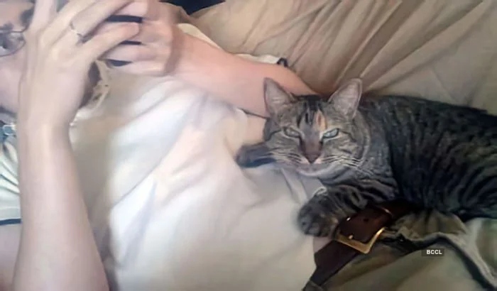 Funny Photos With Cats (20 pics)