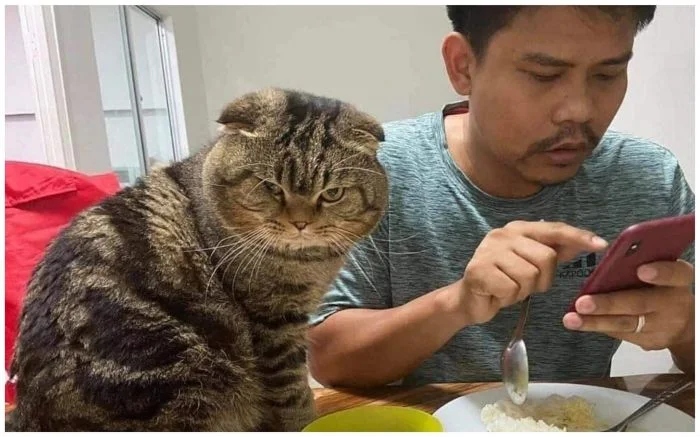 Funny Photos With Cats (20 pics)