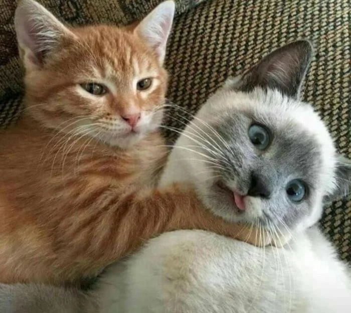 Funny Photos With Cats (20 pics)