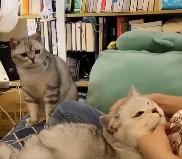 Funny Photos With Cats (20 pics)