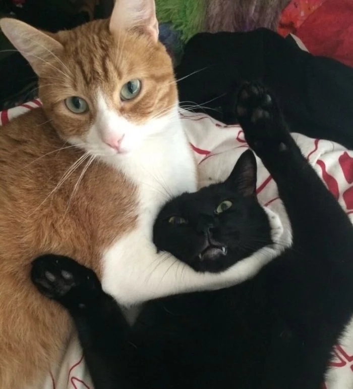Funny Photos With Cats (20 pics)