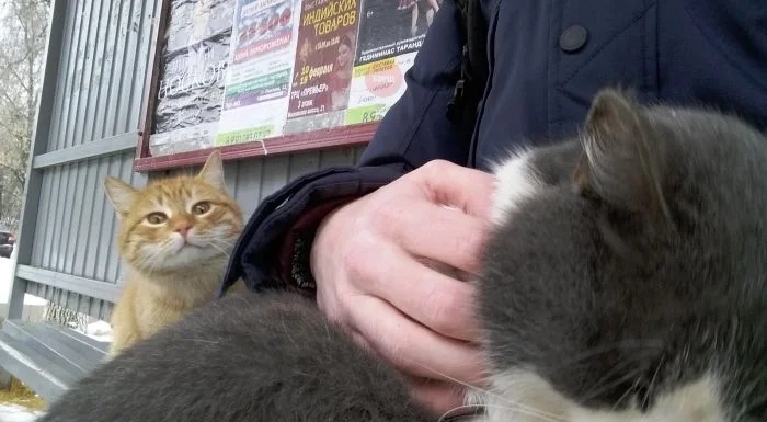 Funny Photos With Cats (20 pics)