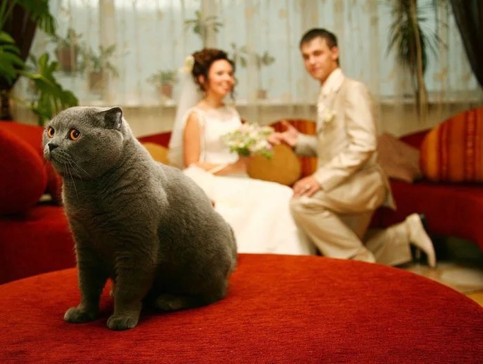 Funny Photos With Cats (20 pics)