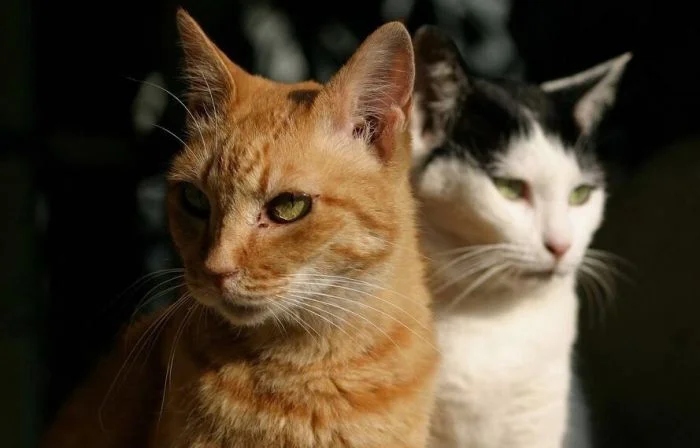 Funny Photos With Cats (20 pics)