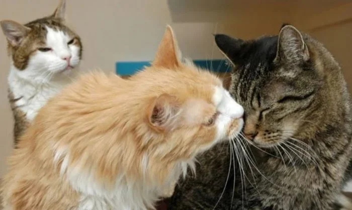 Funny Photos With Cats (20 pics)