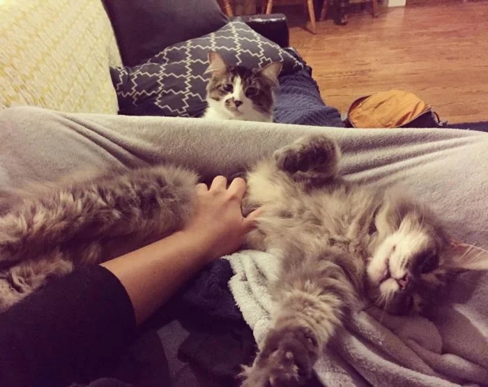 Funny Photos With Cats (20 pics)