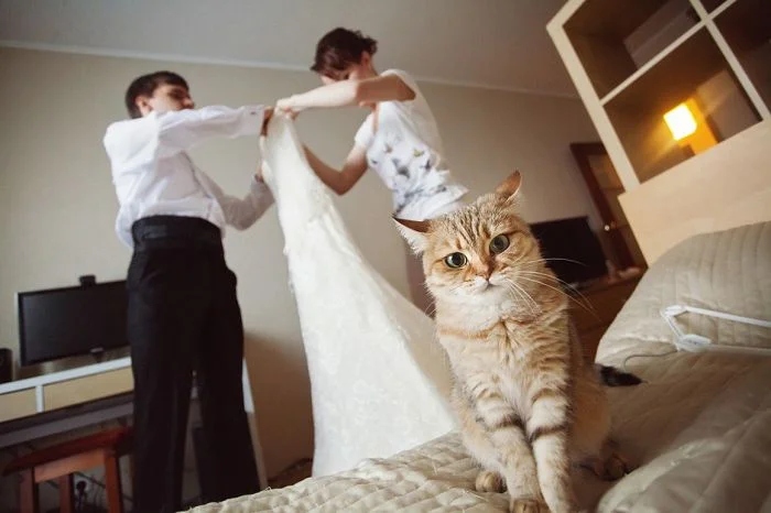 Funny Photos With Cats (20 pics)
