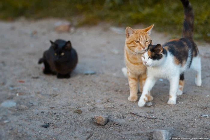 Funny Photos With Cats (20 pics)