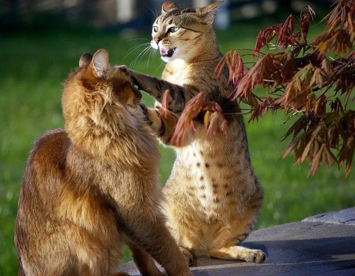 Funny Photos With Cats (20 pics)