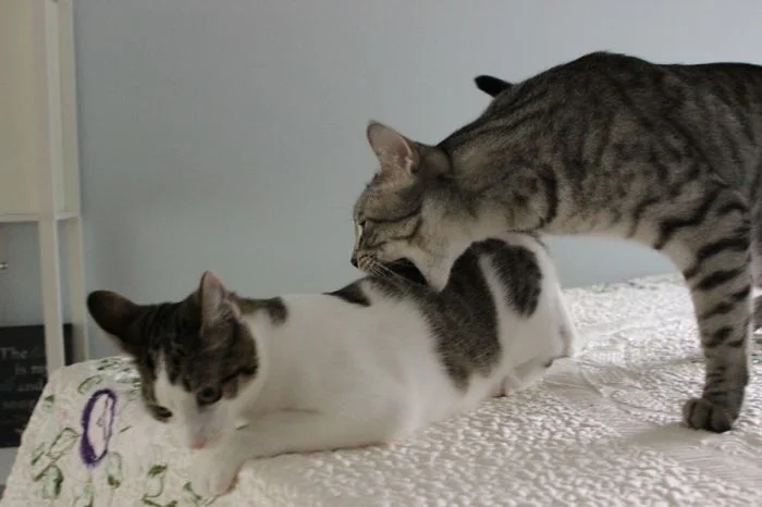 Funny Photos With Cats (20 pics)