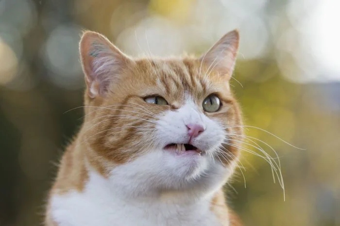 Funny Photos With Cats (20 pics)