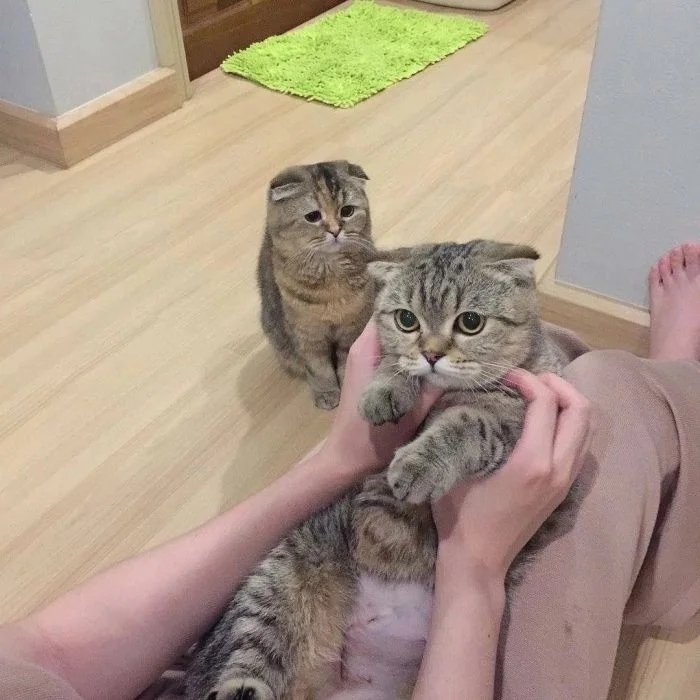 Funny Photos With Cats (20 pics)