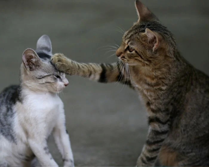 Funny Photos With Cats (20 pics)