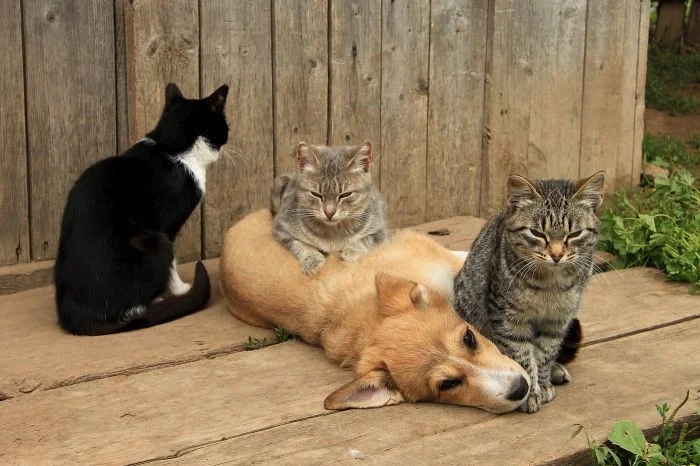 Funny Photos With Cats (20 pics)
