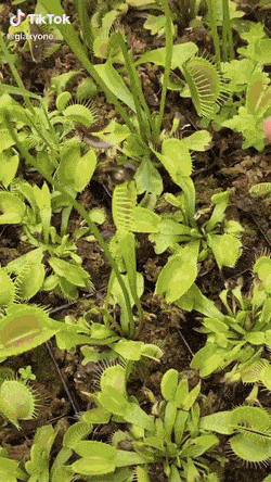 Acid GIFs, September 22 (25 gifs) Acid GIFs, September 22 (25 gifs)