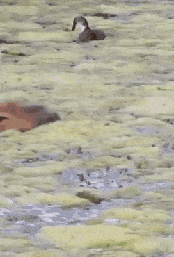 Acid GIFs, September 22 (25 gifs) Acid GIFs, September 22 (25 gifs)