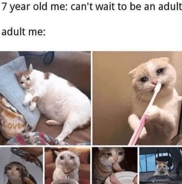 Memes And Photos For Cats Lovers (28 pics)