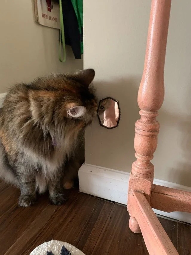 They See A Mirror For The First Time (15 pics)