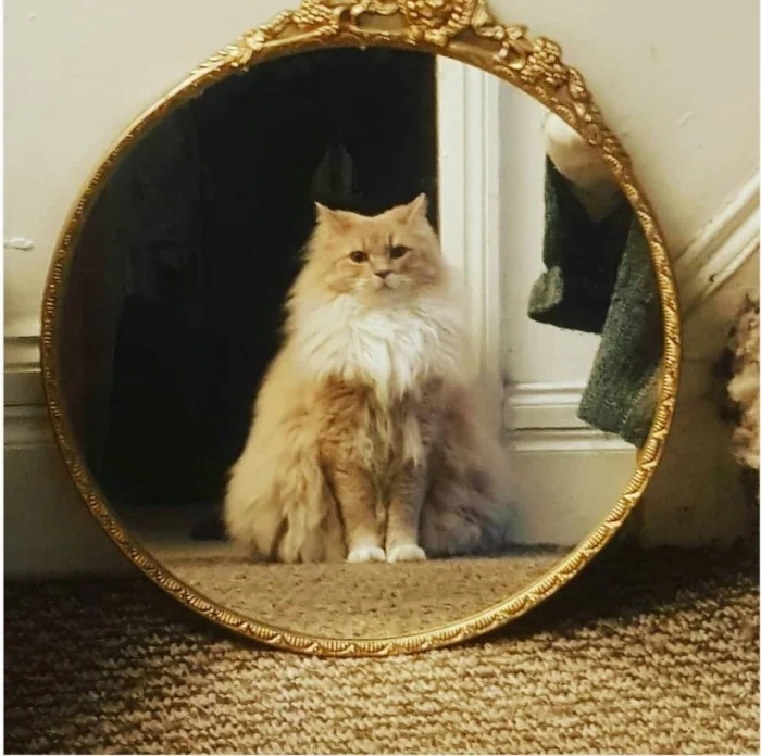 They See A Mirror For The First Time (15 pics)