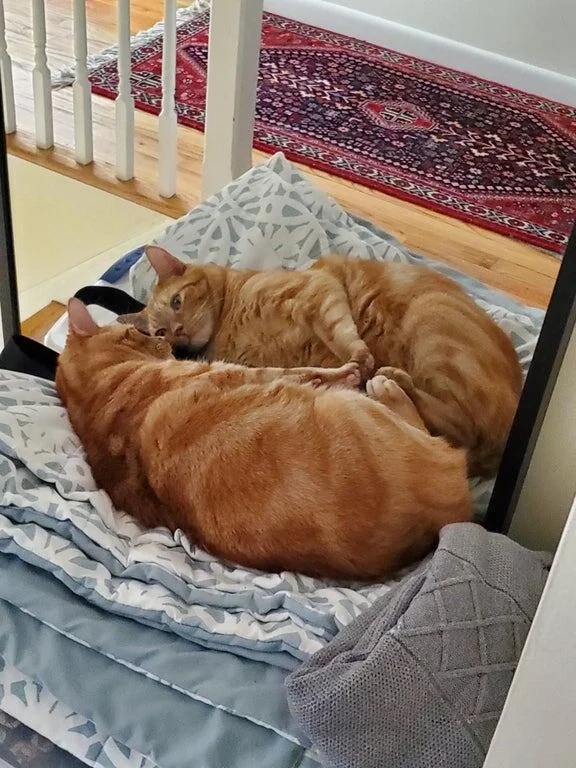They See A Mirror For The First Time (15 pics)