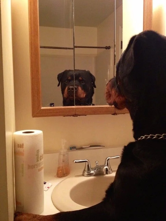They See A Mirror For The First Time (15 pics)