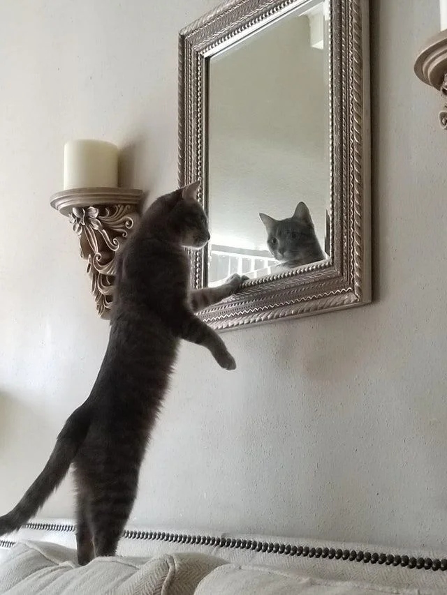 They See A Mirror For The First Time (15 pics)
