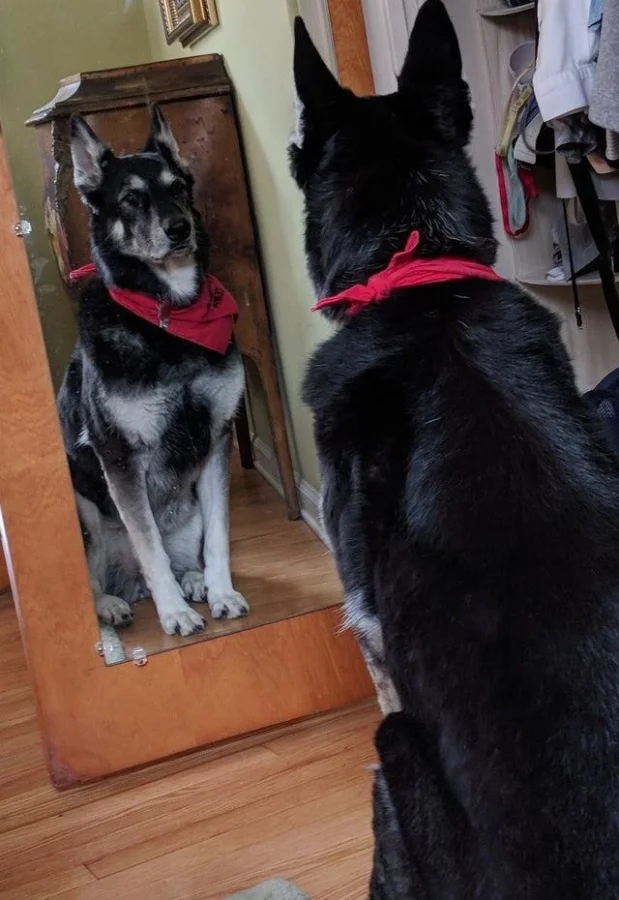 They See A Mirror For The First Time (15 pics)