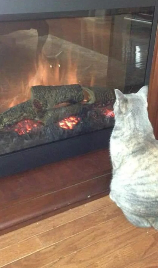 They See A Mirror For The First Time (15 pics)