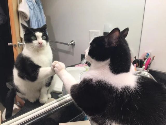 They See A Mirror For The First Time (15 pics)