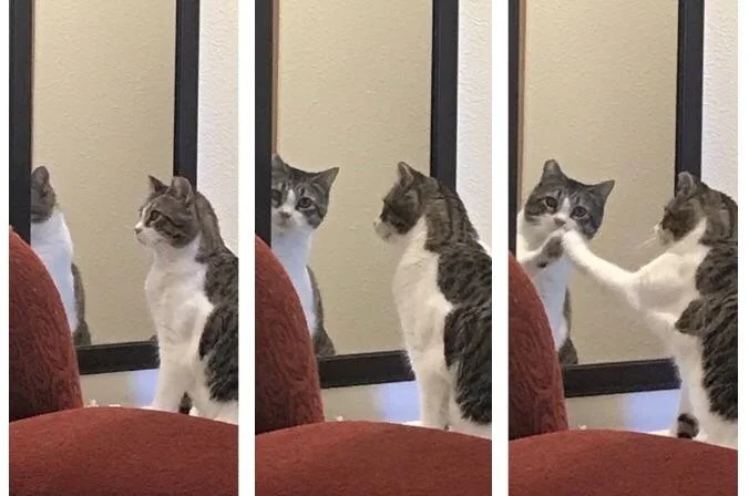 They See A Mirror For The First Time (15 pics)