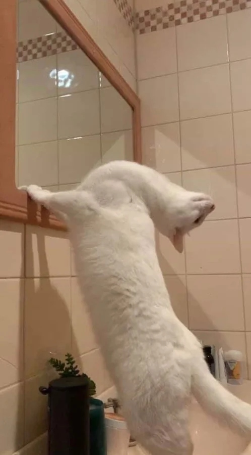 They See A Mirror For The First Time (15 pics)