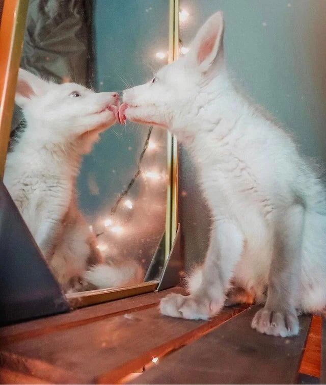 They See A Mirror For The First Time (15 pics)