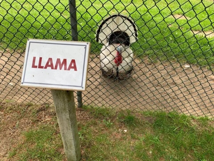 What Is Going On Here? (16 pics)