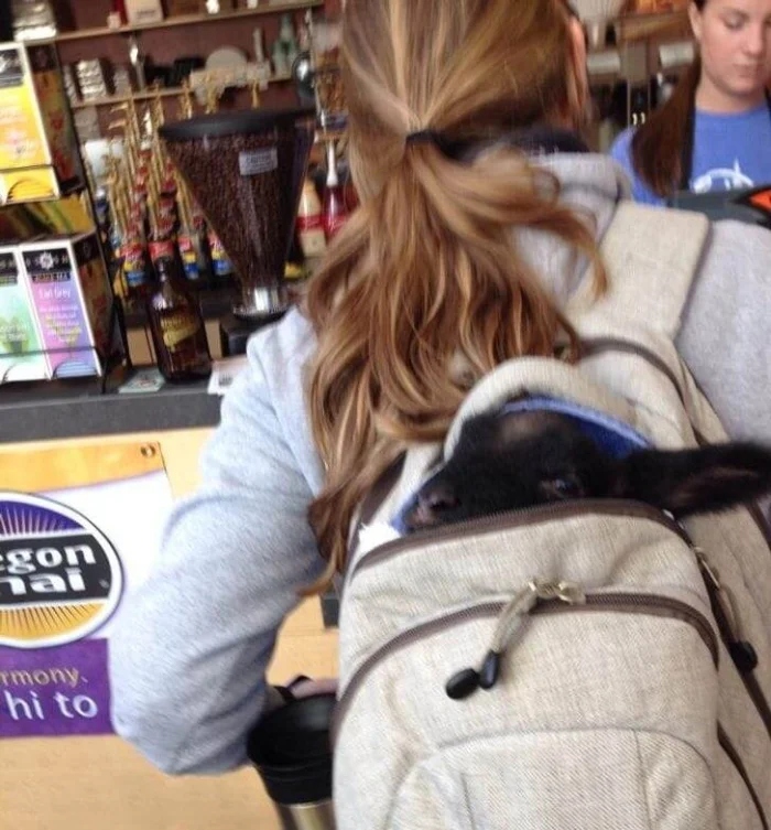 What Is Going On Here? (16 pics)