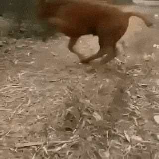 Acid GIFs, September 23 (25 gifs)