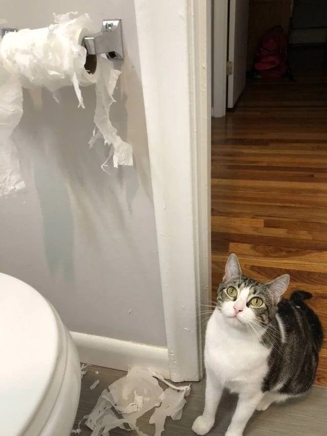 Pets Are Chaos (15 pics)