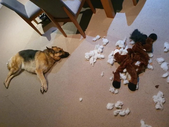 Pets Are Chaos (15 pics)