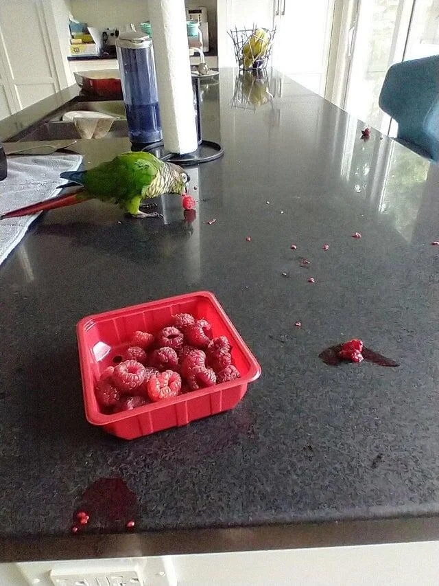 Pets Are Chaos (15 pics)