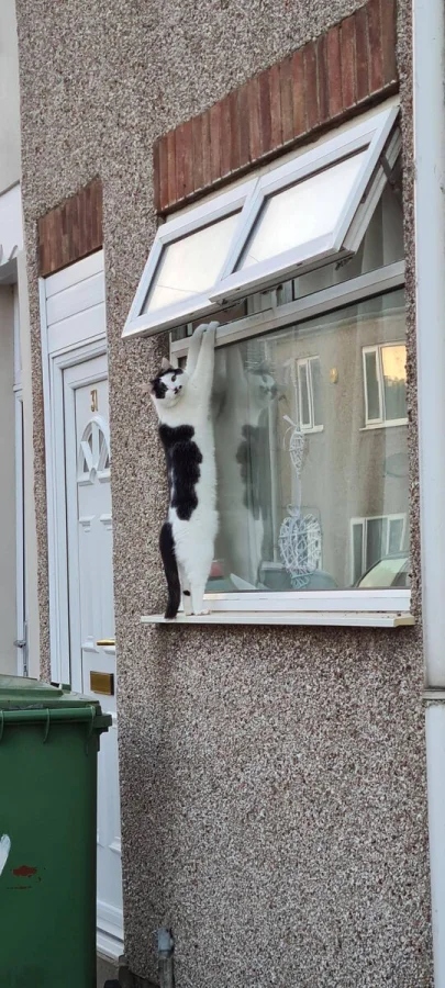 Pets Are Chaos (15 pics)