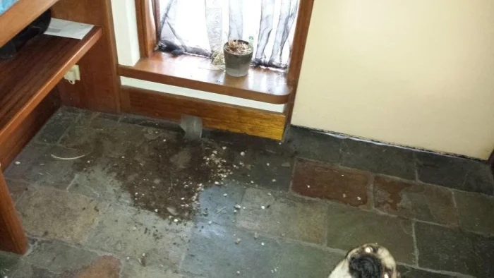 Pets Are Chaos (15 pics)
