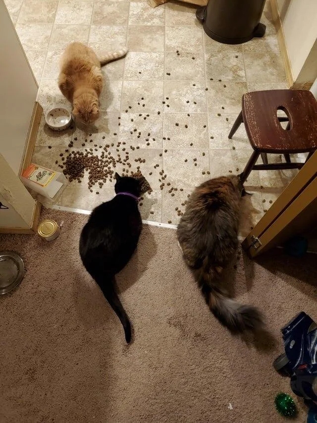Pets Are Chaos (15 pics)