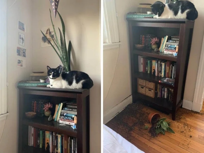 Pets Are Chaos (15 pics)