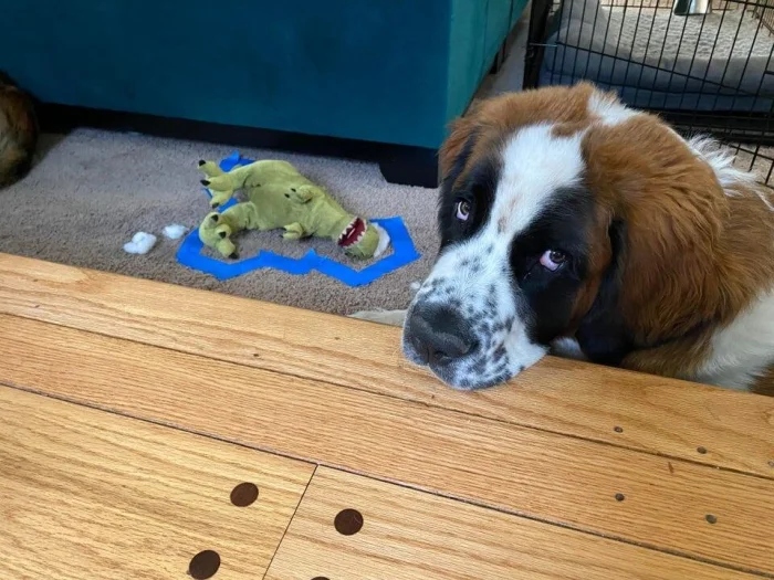 Pets Are Chaos (15 pics)