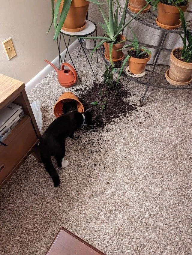 Pets Are Chaos (15 pics)