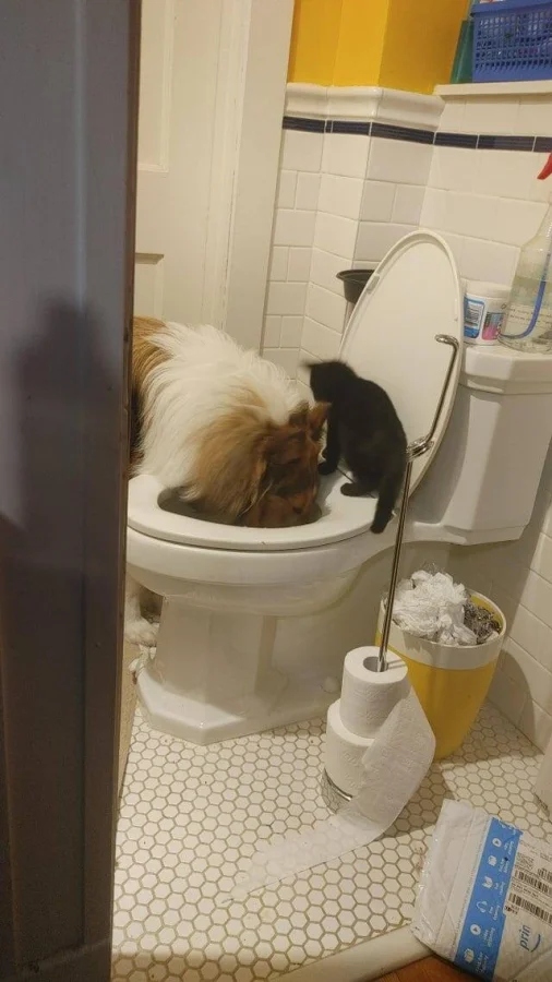 Pets Are Chaos (15 pics)