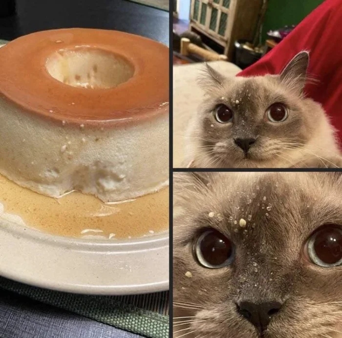 Pets Are Chaos (15 pics)