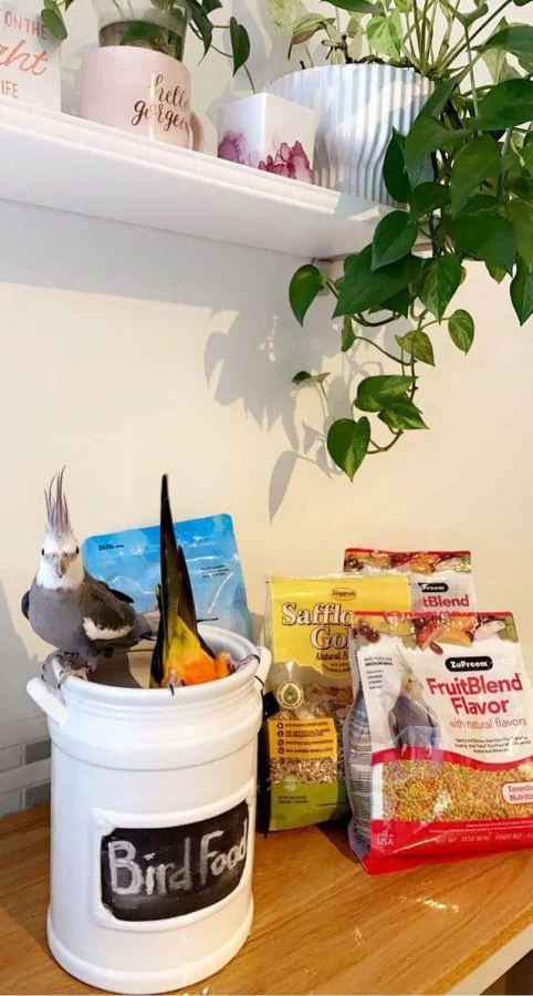 Pets Are Chaos (15 pics)