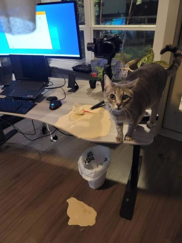 Pets Are Chaos (15 pics)